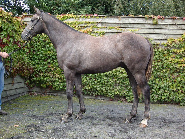 All Set To Go second at Newmarket on 17th May 2019