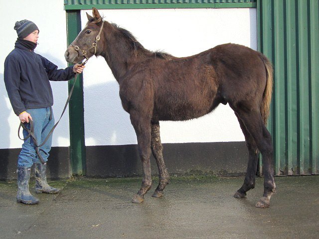 All Set To Go second at Newmarket on 17th May 2019