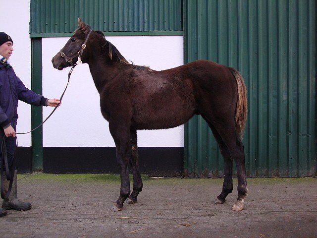 All Set To Go second at Newmarket on 17th May 2019