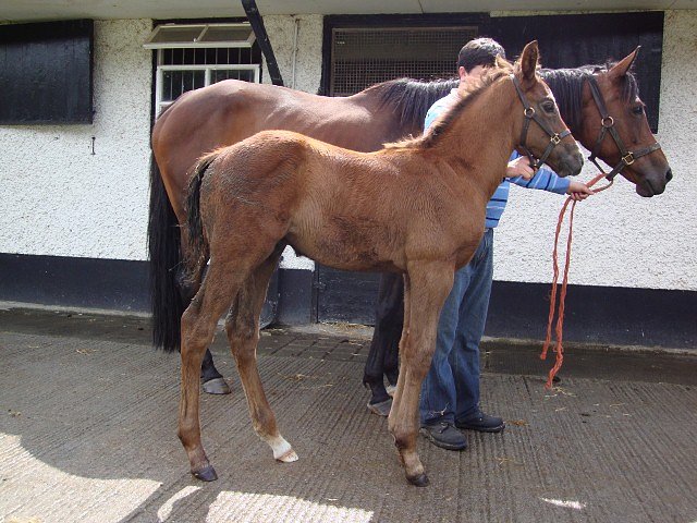 All Set To Go second at Newmarket on 17th May 2019