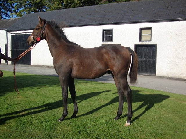 Almoreb wins at Jebel Ali on 27th November 2020