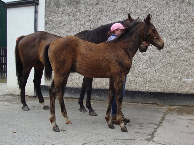 Almoreb third at Jebel Ali on 20th March 2020