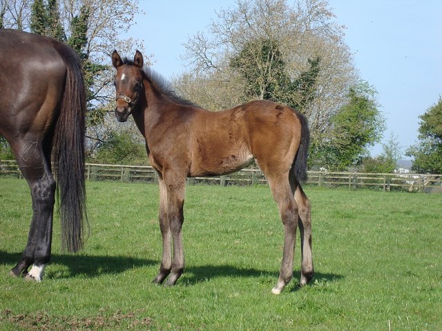 Almoreb third at Jebel Ali on 8th January 2021