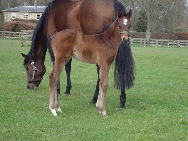 Alotaibi second at Ascot on 4th September 2021