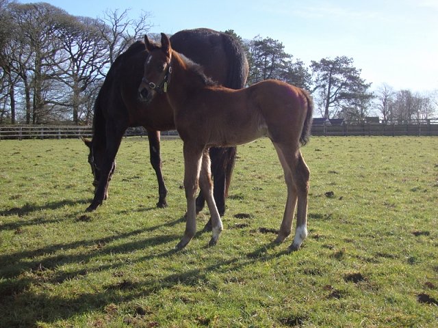 Alphonse Karr second on his racecourse debut on 27th November 2020