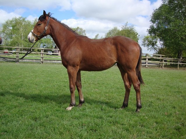 Al Saariyah second at Newbury on 15th August 2020