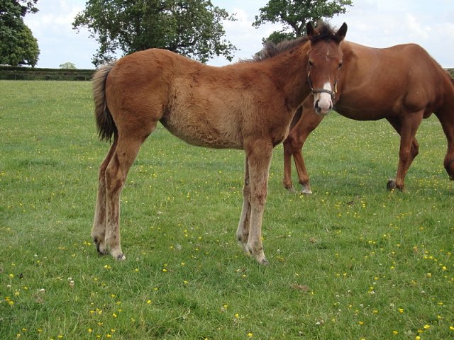 Al Saariyah second at Newbury on 15th August 2020