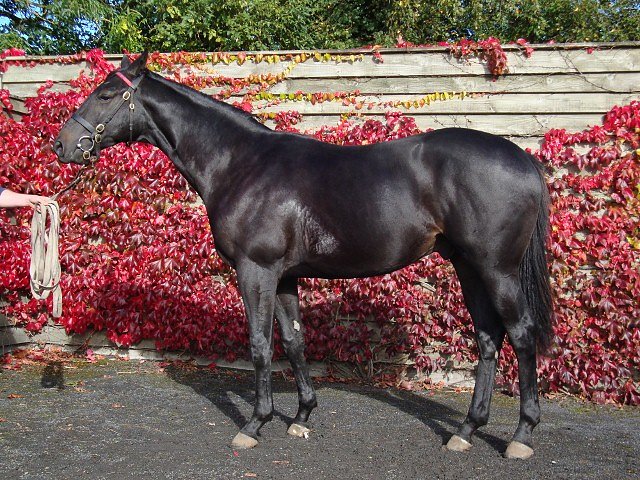 Altaayil second at Goodwood on 1st August 2018