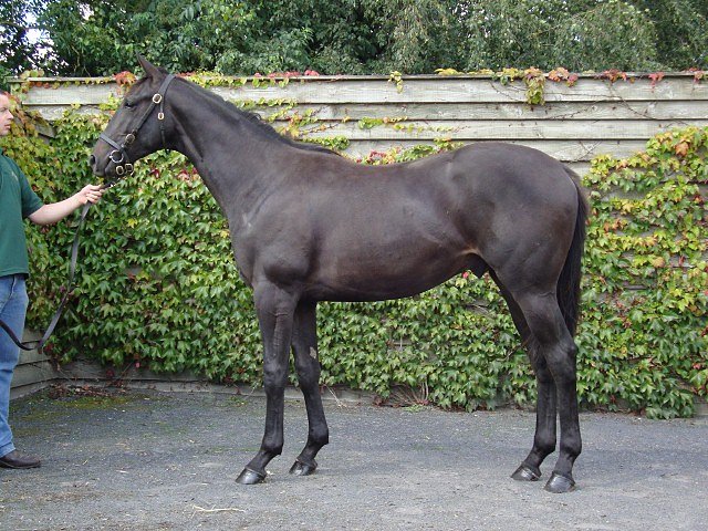 Altaayil second at Goodwood on 1st August 2018