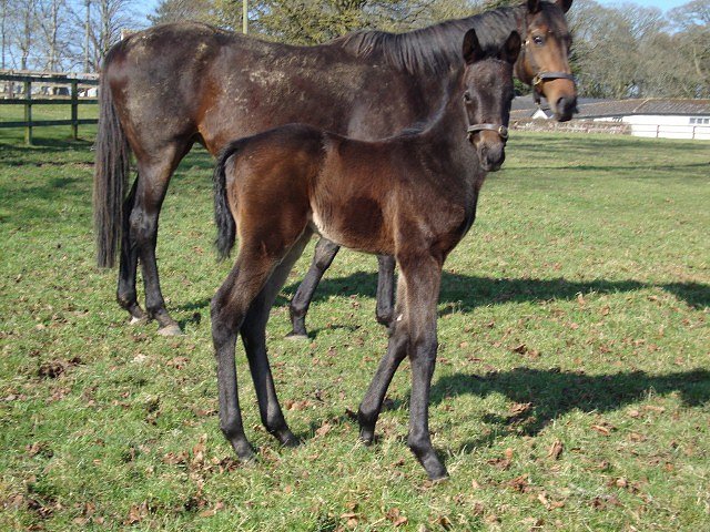 Altaayil second at Ascot