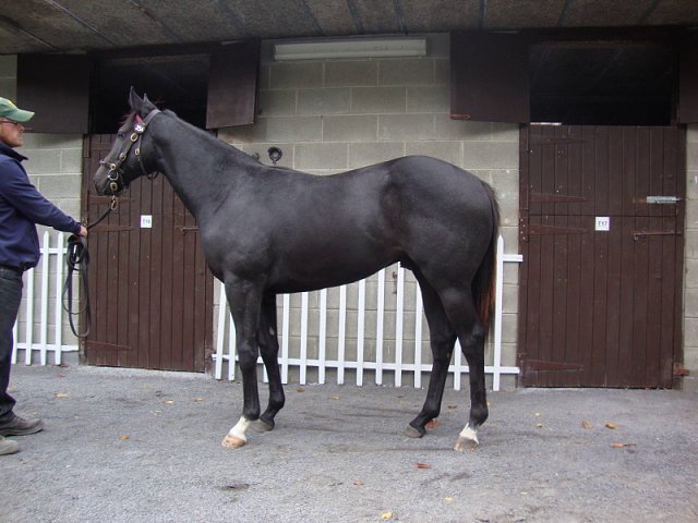 Angel's Trumpet wins at Chilivani, Italy on 2nd May 2026