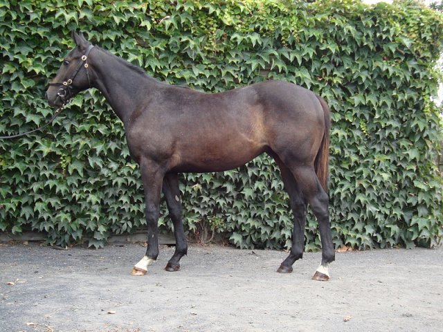 Angel's Trumpet third in Group 2 on 29th October 2023