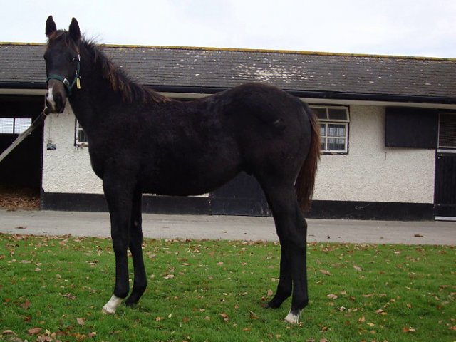 Angel's Trumpet second at Leopardstown on 16th October 2020
