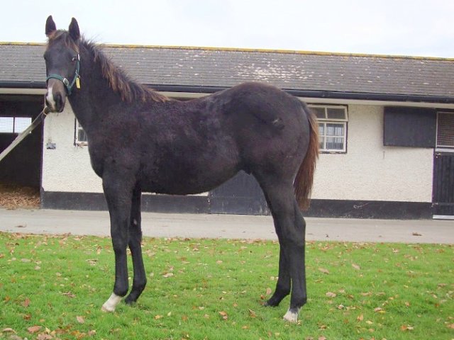 Angel's Trumpet wins at Chilivani, Italy on 2nd May 2026
