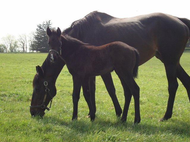 Angel's Trumpet second at Leopardstown on 16th October 2020