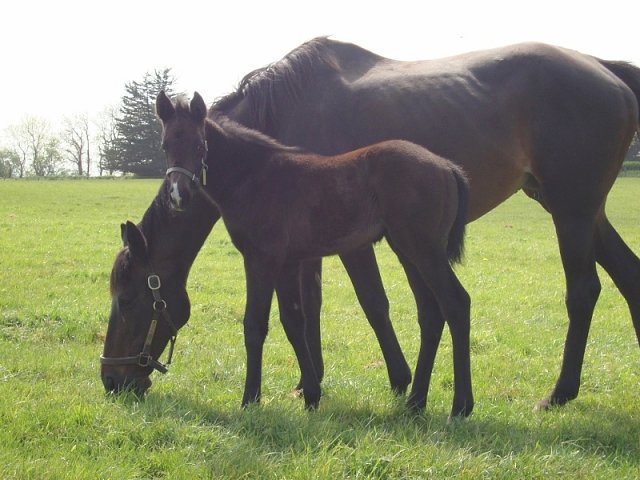Angel's Trumpet third in Group 2 on 29th October 2023