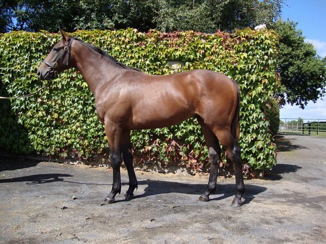 Ard San Aer wins at Leopardstown