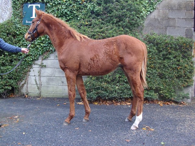 Areen Faisal wins at Pontefract
