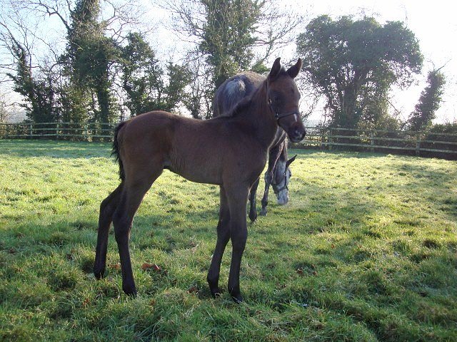 Argyle third at Lingfield on 15th February 2019