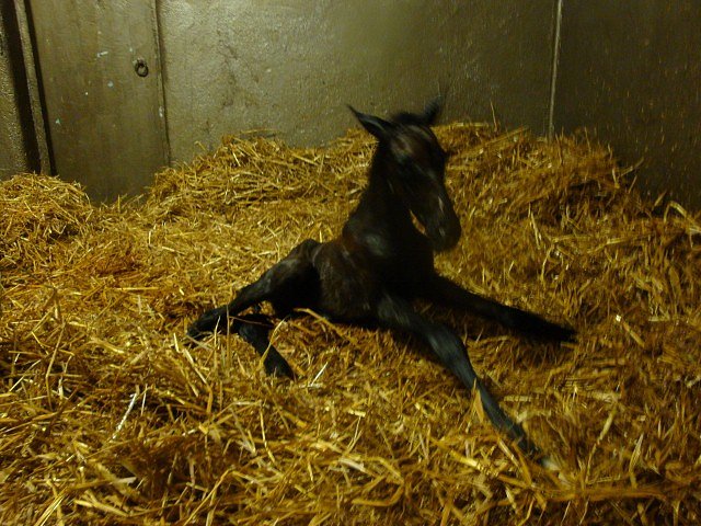 Argyle third at Lingfield on 15th February 2019