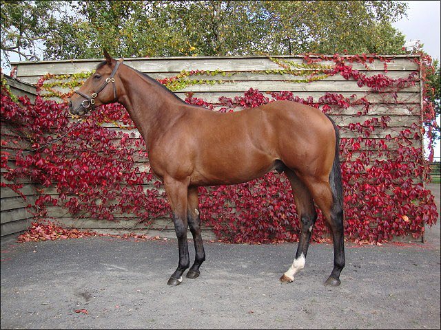 Arlecchino third at Sandown