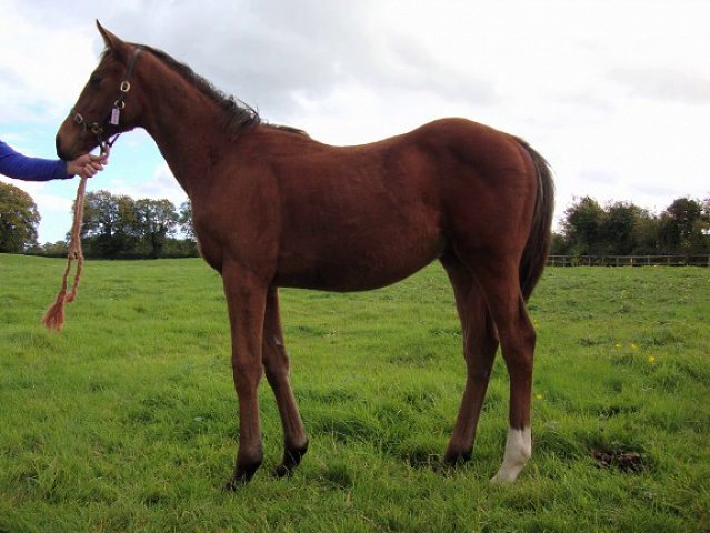 Arty Campbell third at Chepstow