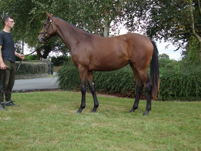 Ashtanga wins at Wolverhampton on 21st October 2024