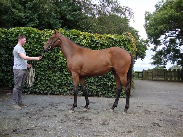 Ashtanga wins at Wolverhampton on 21st October 2024