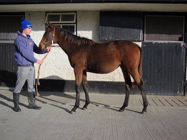 Ashtanga wins at Wolverhampton on 21st October 2024