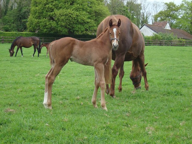 Asmen Warrior second at Goodwood on 23rd August 2025