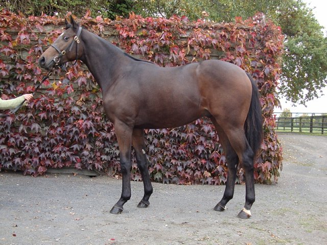 Astro King second in Royal Hunt Cup on 16th June 2021