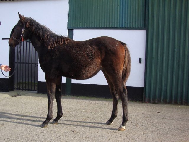 Astro King second in Royal Hunt Cup on 16th June 2021