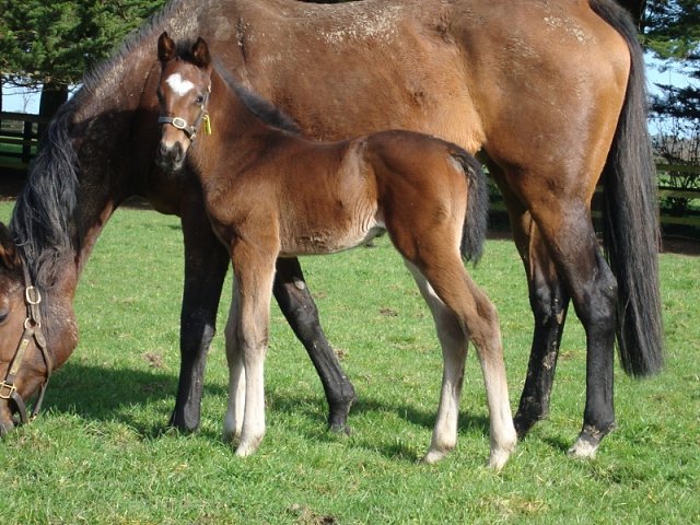 Astro King second in Group 3 at Newmarket on 17th April 2024