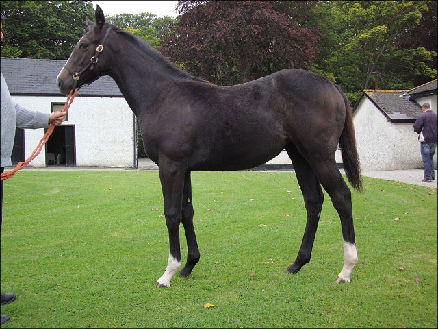Atlantic Affair second at Musselburgh