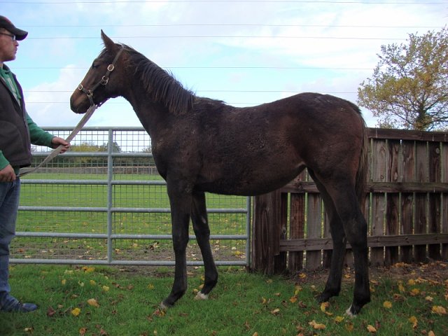 Attack At Dawn third at Dundalk on 13th December 2019