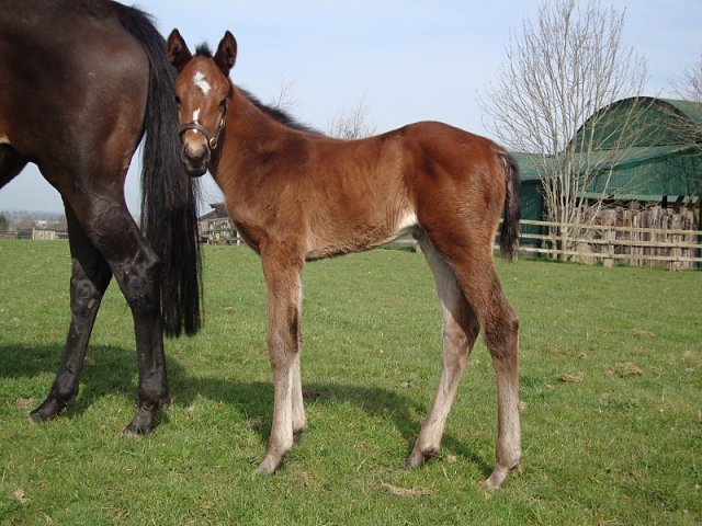 Attack At Dawn third on racecourse debut on 5th May 2018