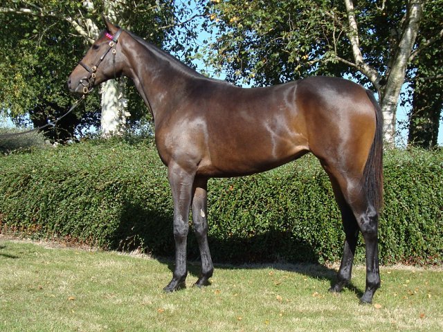Aunt Roberta third at Goodwood on 29th August 2026