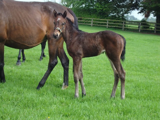 Aunt Roberta third at Goodwood on 29th August 2026