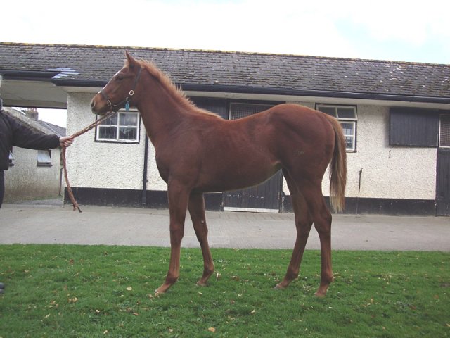 Aussie Girl second in Group 3 on 27th August 2023