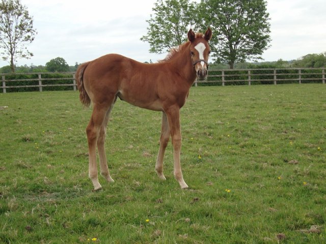 Aussie Girl third at Dundalk on 2nd November 2022