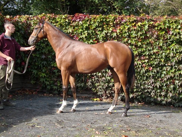 Bearaway second at Ayr on 14th May 2024