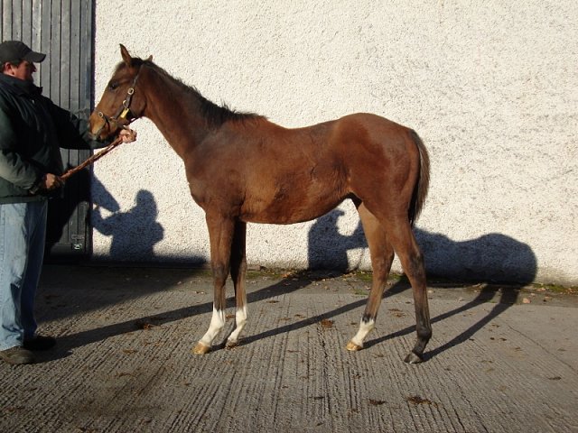 Bearaway second at Ayr on 14th May 2024