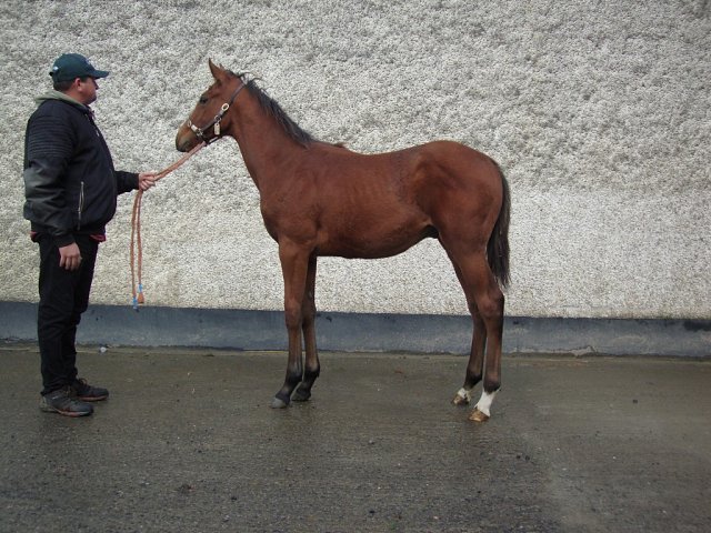 Belgravian wins at Doncaster on 6th June 2025