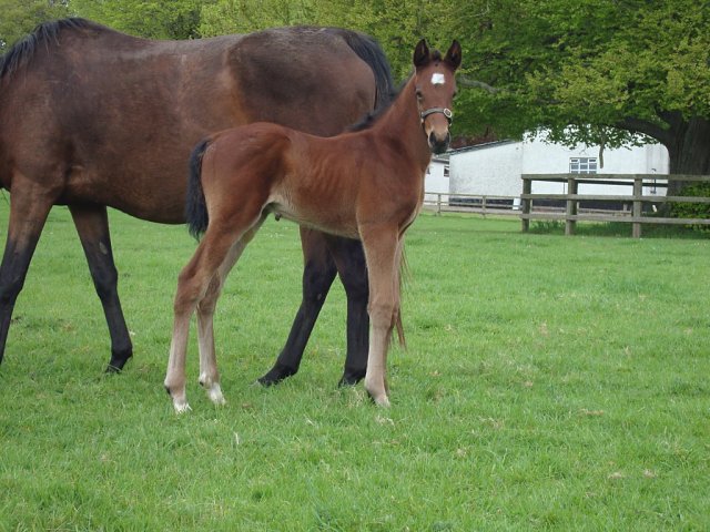 Belgravian wins at Goodwood on 24th August 2025