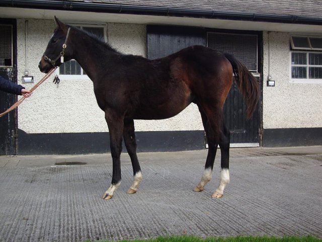 Believe Believe wins at Punchestown on 15th September 2026