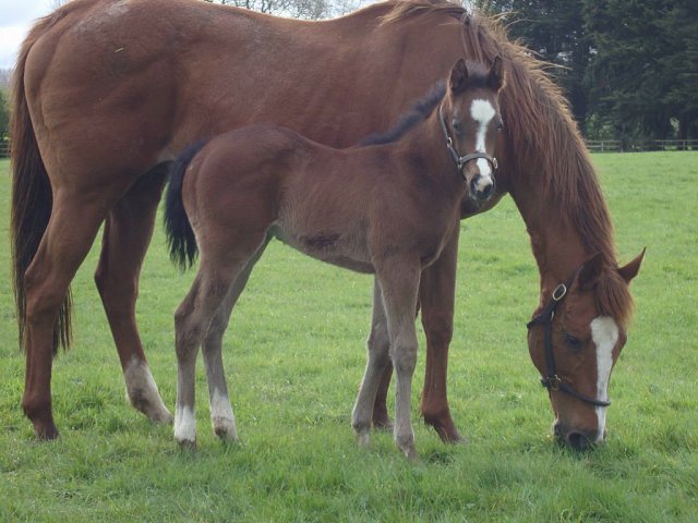 Believe Believe wins at Punchestown on 15th September 2026