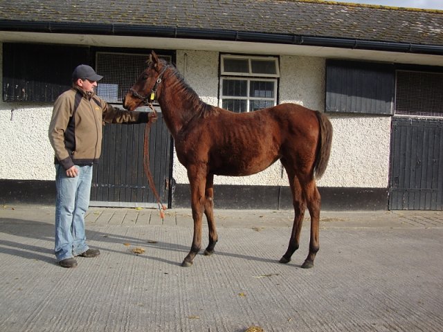 Believeinmiracles wins at Gowran Park on 10th August 2022