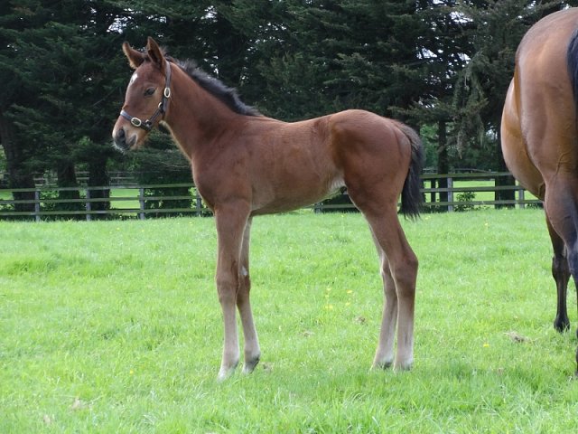 Believeinmiracles wins at Gowran Park on 10th August 2022