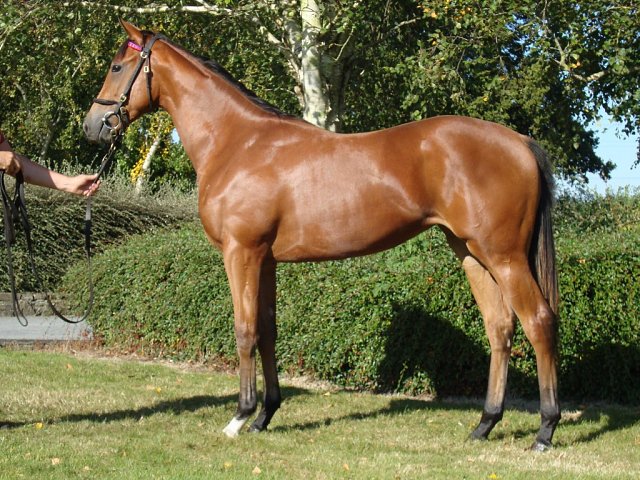 Bintaziza wins on racecourse debut at Newcastle on 19th April 2026