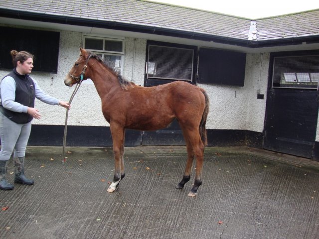 Bintaziza wins on racecourse debut at Newcastle on 19th April 2026